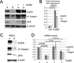 Phospho-ERK1/ERK2 (Thr185, Tyr187) Antibody in Western Blot (WB)