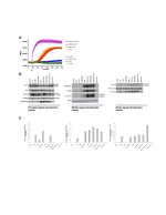 Phospho-ERK1/ERK2 (Thr185, Tyr187) Antibody in Western Blot (WB)