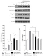 Phospho-ERK1/ERK2 (Thr185, Tyr187) Antibody in Western Blot (WB)