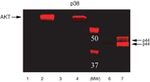 Phospho-ERK1/ERK2 (Thr185, Tyr187) Antibody in Western Blot (WB)