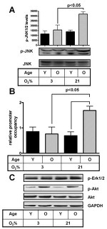 Phospho-JNK1/JNK2 (Thr183, Tyr185) Antibody in Western Blot (WB)