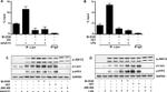 Phospho-JNK1/JNK2 (Thr183, Tyr185) Antibody in Western Blot (WB)