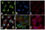 Phospho-JNK1/JNK2 (Thr183, Tyr185) Antibody