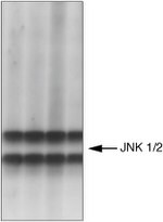 Phospho-JNK1/JNK2 (Thr183, Tyr185) Antibody in Western Blot (WB)