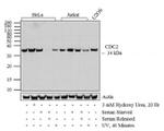 Phospho-CDK1 (Thr14, Tyr15) Antibody