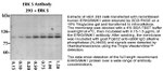 ERK5 Antibody in Western Blot (WB)