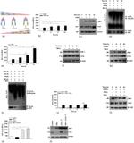 JNK1 Antibody in Western Blot (WB)