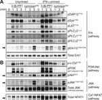 Phospho-PLCG1 (Tyr783) Antibody in Western Blot (WB)