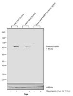 PARP1 (cleaved Asp214, Asp215) Antibody in Western Blot (WB)