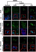 Phospho-NFkB p65 (Ser529) Antibody in Immunocytochemistry (ICC/IF)