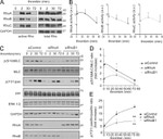 Phospho-Paxillin (Tyr31) Antibody in Western Blot (WB)