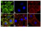 Phospho-Paxillin (Tyr31) Antibody in Immunocytochemistry (ICC/IF)