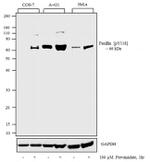 Phospho-Paxillin (Tyr118) Antibody