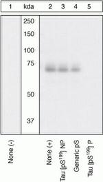 Phospho-Tau (Ser199) Antibody in Western Blot (WB)