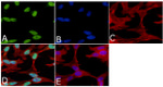 Phospho-Tau (Ser199) Antibody in Immunocytochemistry (ICC/IF)