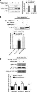 Phospho-Tau (Thr205) Antibody in Western Blot (WB)