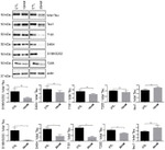 Phospho-Tau (Thr205) Antibody in Western Blot (WB)