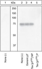 Phospho-Tau (Thr205) Antibody in Western Blot (WB)