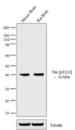 Phospho-Tau (Thr212) Antibody in Western Blot (WB)