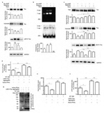 Phospho-Tau (Ser214) Antibody in Western Blot (WB)