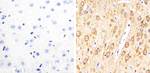 Phospho-Tau (Thr231) Antibody in Immunohistochemistry (Paraffin) (IHC (P))