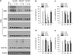 Phospho-Tau (Ser262) Antibody in Western Blot (WB)