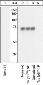 Phospho-Tau (Ser262) Antibody in Western Blot (WB)