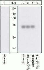 Phospho-Tau (Ser409) Antibody in Western Blot (WB)