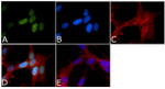 Phospho-Tau (Ser199, Ser202) Antibody in Immunocytochemistry (ICC/IF)