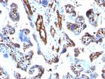 Moesin Antibody in Immunohistochemistry (Paraffin) (IHC (P))