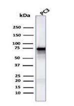 Moesin Antibody in Western Blot (WB)