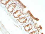 Moesin Antibody in Immunohistochemistry (Paraffin) (IHC (P))