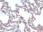 Moesin Antibody in Immunohistochemistry (Paraffin) (IHC (P))