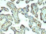 Moesin Antibody in Immunohistochemistry (Paraffin) (IHC (P))