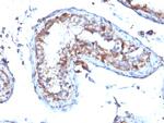 Moesin Antibody in Immunohistochemistry (Paraffin) (IHC (P))