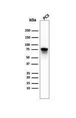 Moesin Antibody in Western Blot (WB)