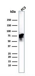 Moesin Antibody in Western Blot (WB)