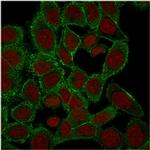 Moesin Antibody in Immunocytochemistry (ICC/IF)