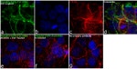 Phospho-EGFR (Tyr1068) Antibody