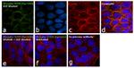 Phospho-EGFR (Tyr1086) Antibody