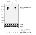 Phospho-EGFR (Tyr1086) Antibody in Western Blot (WB)