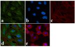 Phospho-EGFR (Tyr1148) Antibody in Immunocytochemistry (ICC/IF)