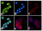 Phospho-INSR (Tyr1334) Antibody