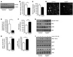 Phospho-IRS1 (Tyr612) Antibody in Western Blot (WB)