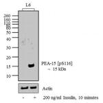 Phospho-PEA15 (Ser116) Antibody