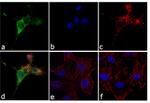 Phospho-Cortactin (Tyr421) Antibody in Immunocytochemistry (ICC/IF)