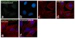 Phospho-CD61 (Tyr773) Antibody in Immunocytochemistry (ICC/IF)