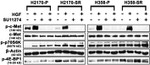 Phospho-c-Met (Tyr1003) Antibody in Western Blot (WB)