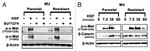 Phospho-c-Met (Tyr1003) Antibody in Western Blot (WB)