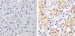 Phospho-c-Met (Tyr1003) Antibody in Immunohistochemistry (Paraffin) (IHC (P))